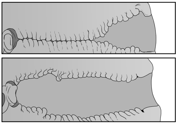 洞窟を描いていくにゅる 