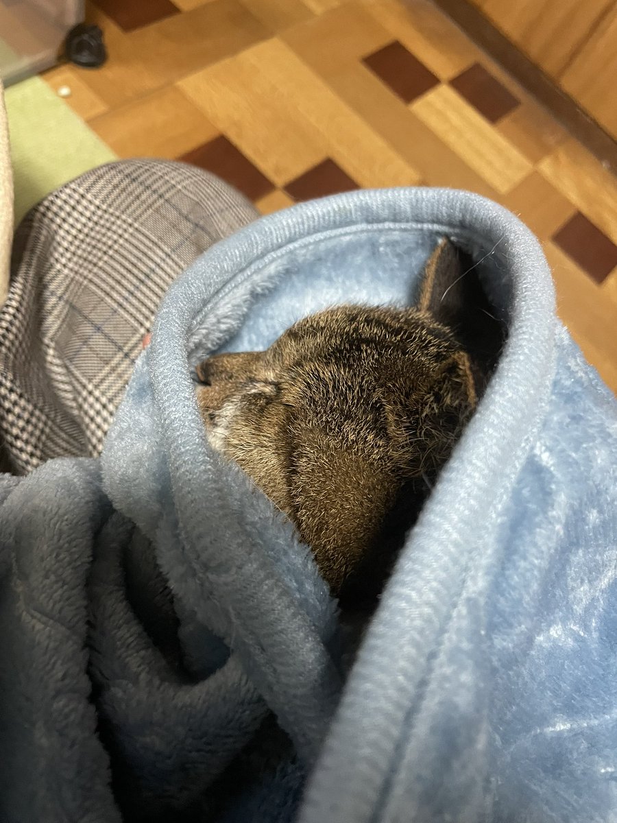 mayoineko1105's tweet photo. 今日は朝病院で末期の腎不全と言われこ���から点滴生活スタート💉できる自信が無いと騒いでいたら2階で物音が
どうやらコケてしまったみたい…
でも食べたものも戻し��しまっていて、体温もいつもより低め…
今は湯たんぽで温まりながら爆睡中
手を噛む元気があったからもう少し頑張れそうかな？ https://t.co/O6U2PYITgC