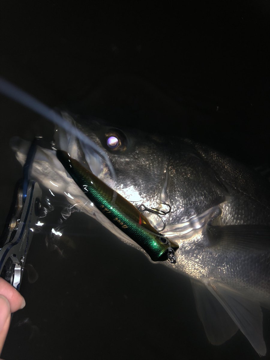 今年も無事に脳汁たらたら
どうもこの釣りにしかない脳内麻痺があるんだよなぁ
ufmウエダに原工房
タックルが20代じゃないって言われちゃったけど、時代遡れるこの渋い釣りが好きです