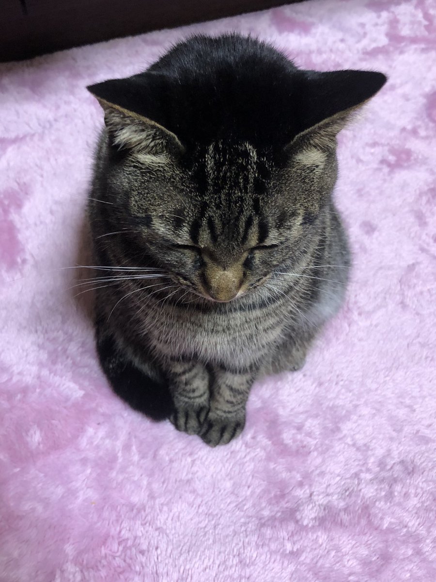 BUGSPEOPLE's tweet photo. 座ったまま寝てるラム https://t.co/7lCKelQ8uo