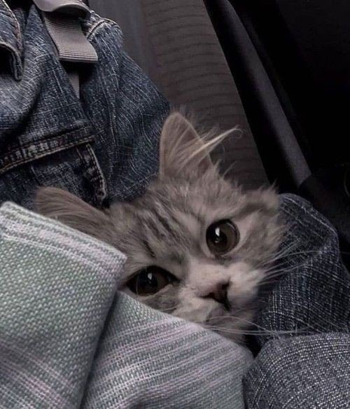 Obsessed with cats (@catssobsessed) on Twitter photo 