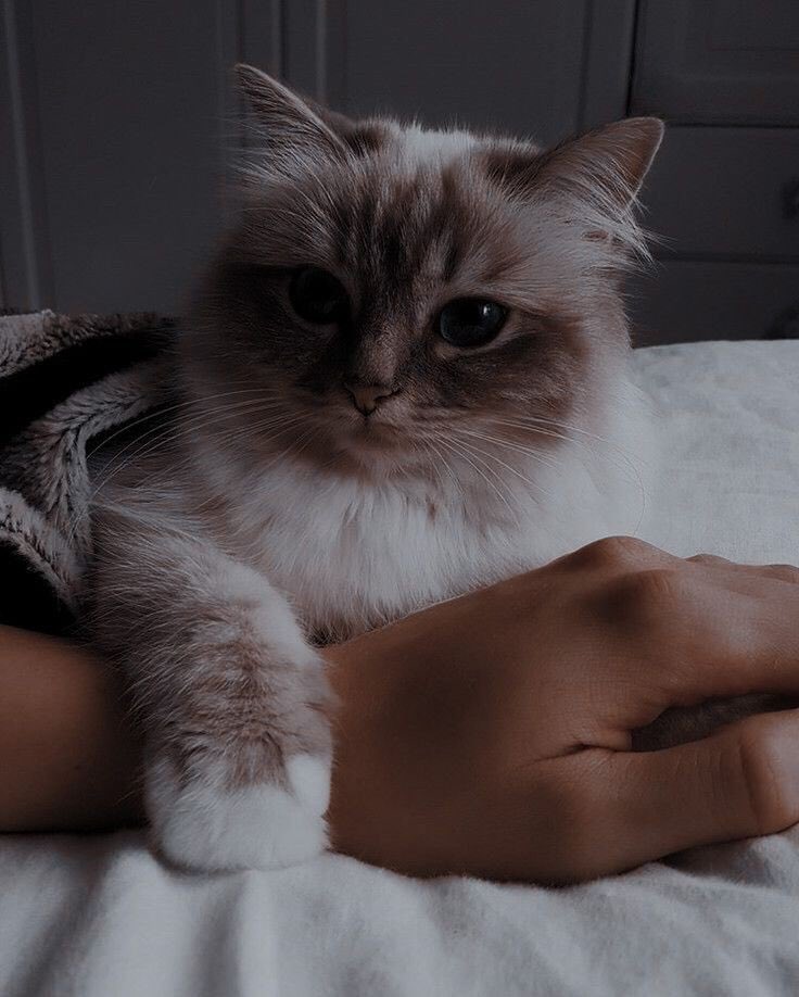 Obsessed with cats tweet media