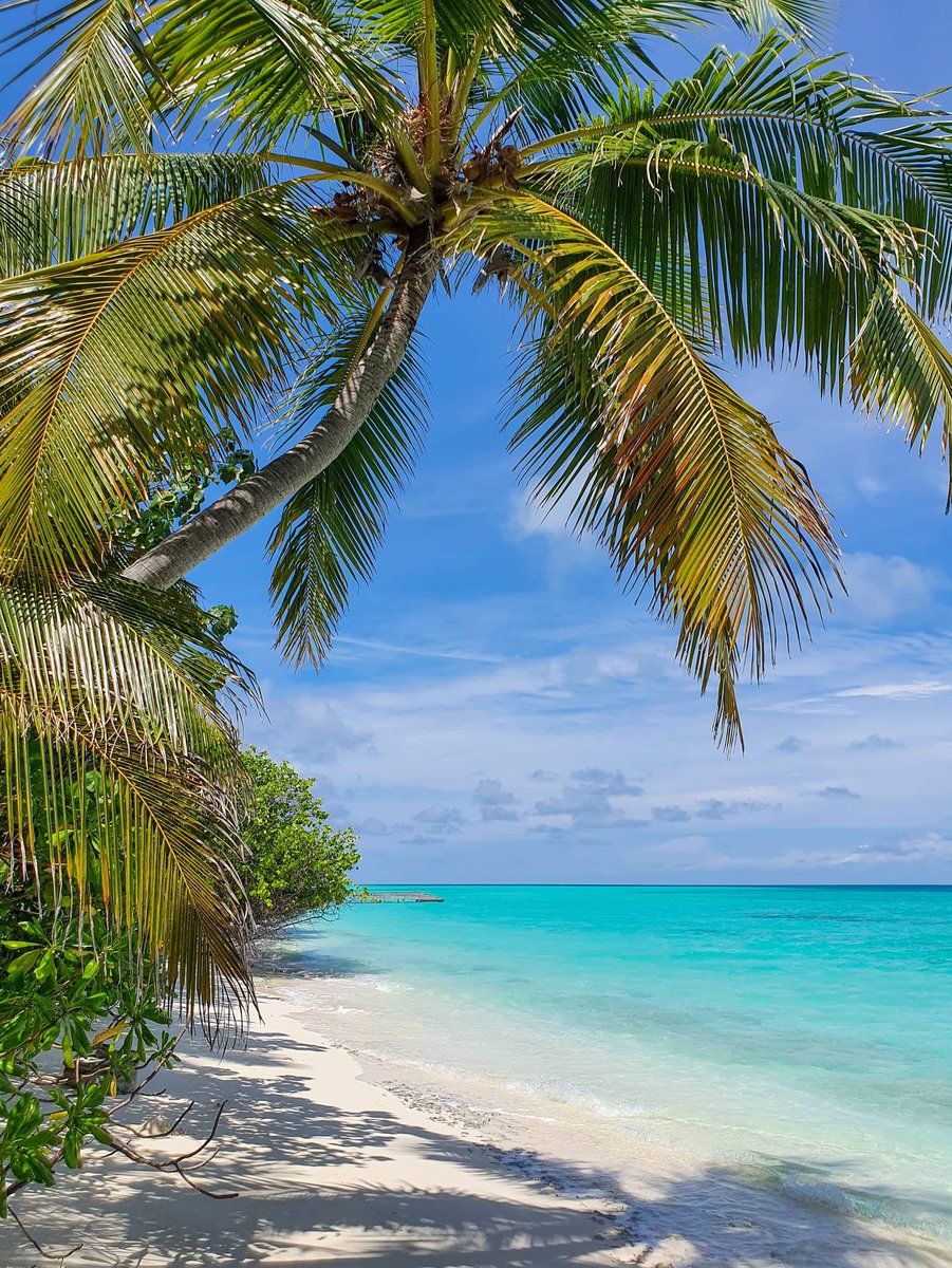 We always wake up on the bright side.

#Kuramathi #Maldives #palmtrees #paradise #tropicalescape #serenity #wanderlust