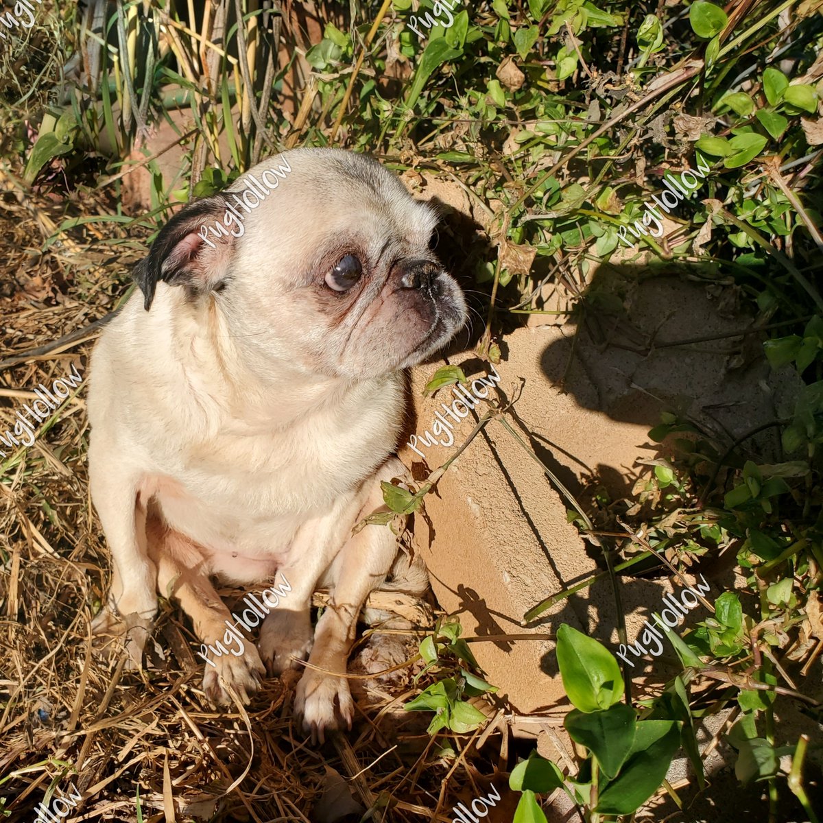 PugHollow's tweet photo. Marge found the perfect spot to sit while she considers the mysteries of the Universe.  #WednesdayWoofness #MargeAndInCharge  #DogsofPugHollow #DogsOfTwitter #DogsOfInstagram https://t.co/oO2G4qlK9o