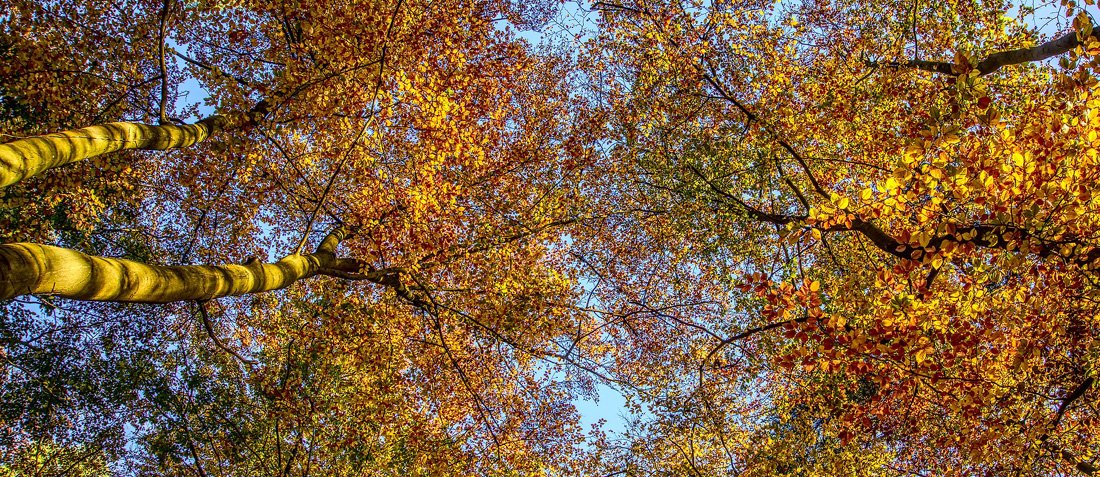 Web-série #forêt et #société. Avant-premières dans les cinémas forestopic.com/fr/agenda/82-w…