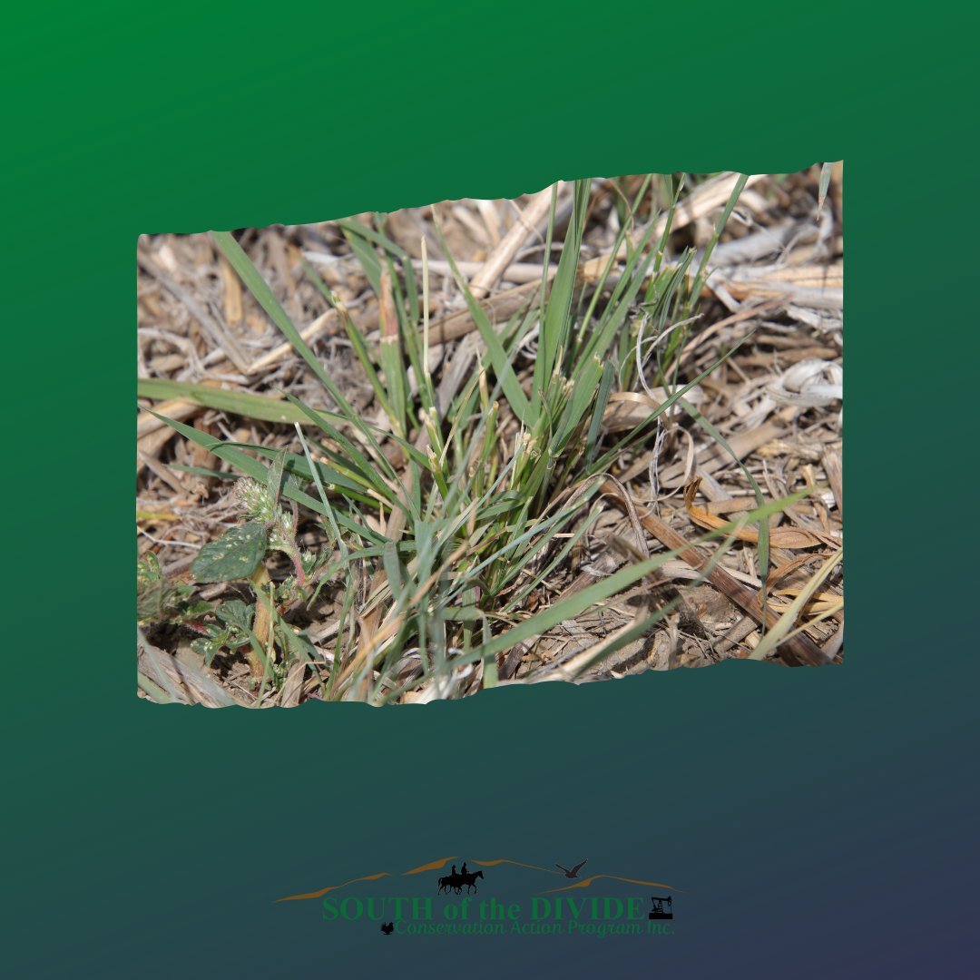 SODCAPInc's tweet photo. Western wheatgrass, slender wheatgrass and streambank wheatgrass are three species of native wheatgrass that could be used to seed saline area!  Your local seed supplier may be able to help you find a supply! #sodcap #nativeprairieregen https://t.co/FaXGVdCYOV