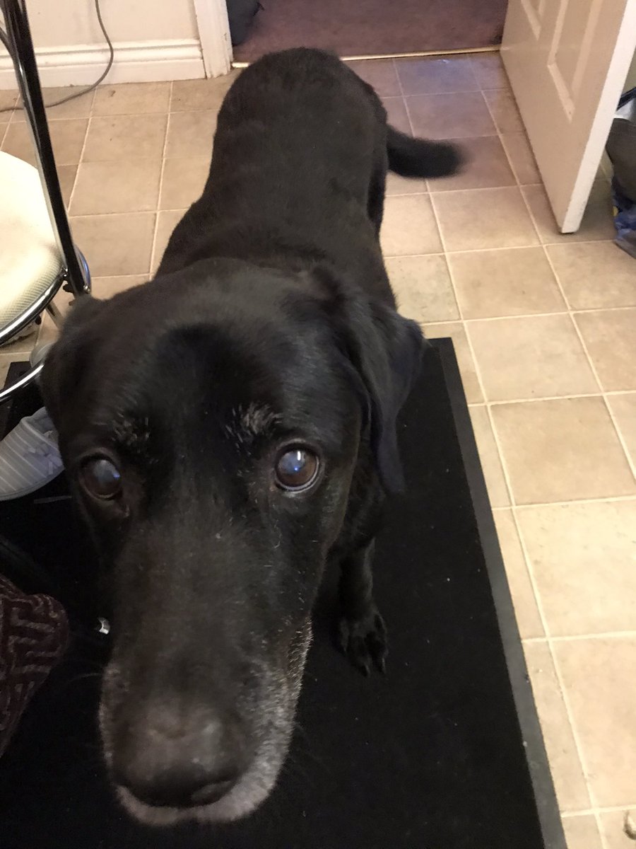 Ahwellnevermind's tweet image. #BlackLabsofTwitter owners: how much is yours currently shedding?
Sure it was never as much in this one day. Every day. 
But it might’ve been &amp;amp; I’ve forgot 🤞🏻🤞🏻🤞🏻
No. His coat has never been this clumpy &amp;amp; dull