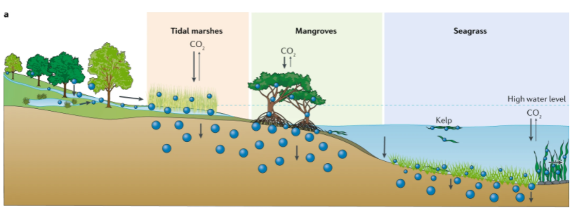 NatRevEarthEnv's tweet photo. Halting the destruction of coastal wetlands could avoid emissions of 304 million tonnes of CO2e pa, while restoration could sequester an additional 841 million tonnes CO2e pa 

@PeterMacreadie et al. Review free for another week, download now! #COP26 
https://t.co/ttaldqVY0l https://t.co/c9QzqnxUsq