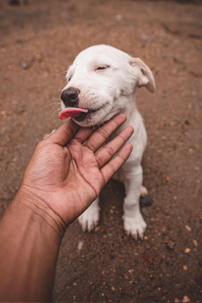 Nishaanthshiva_'s tweet photo. #dogs #capturedonsony @Sony a7riii https://t.co/oPhu5x7FOS