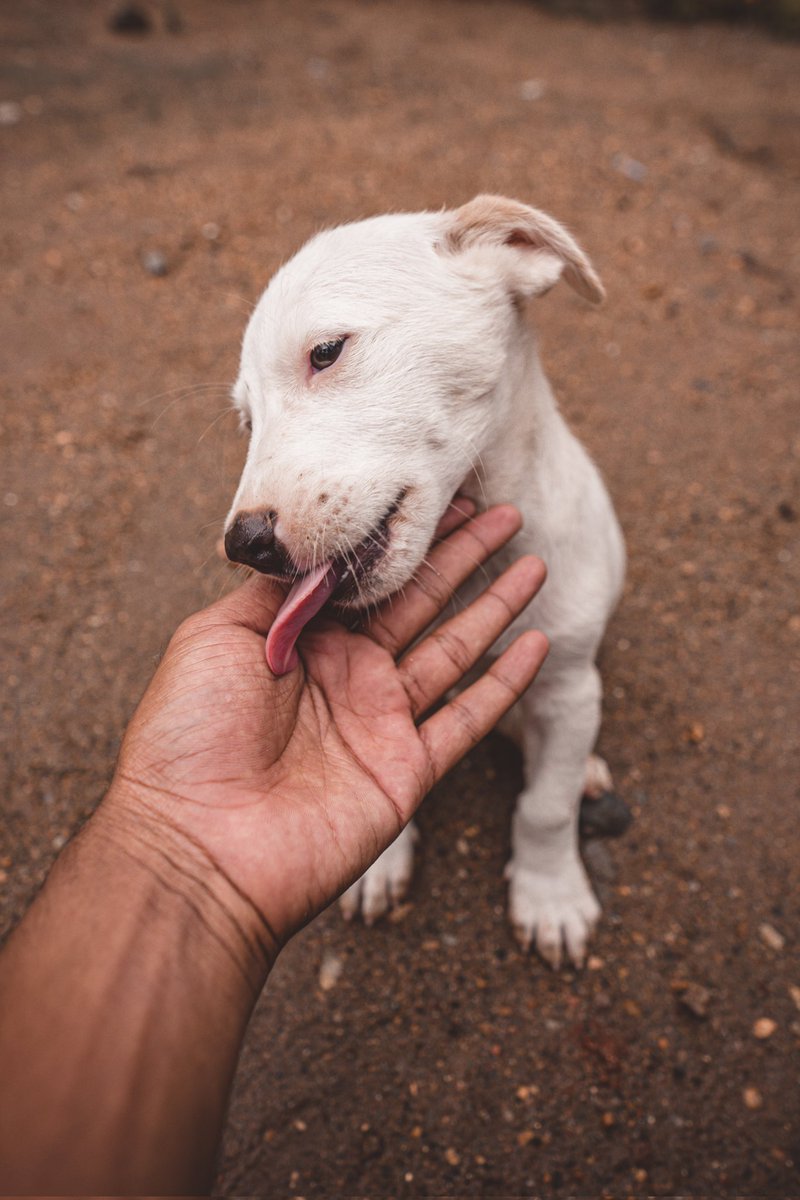 Nishaanthshiva_'s tweet photo. #dogs #capturedonsony @Sony a7riii https://t.co/oPhu5x7FOS