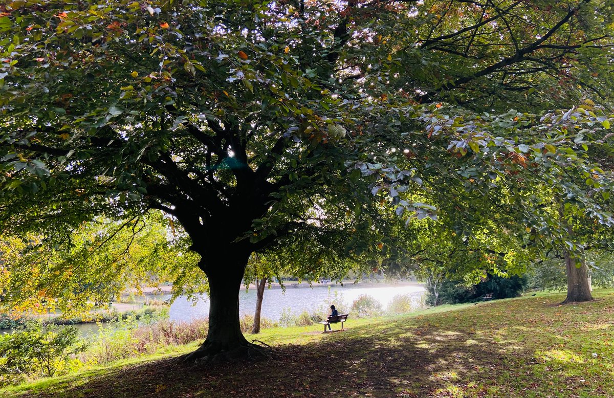AlexMG2109's tweet photo. 'Something tender just occurred. I was reading by the fountain of the city square, underneath a large tree, and a leaf fell on my lap. I have decided to keep it for you.' - Rain Chudori @TheLettersPage 
https://t.co/FBiTdnF5R9 https://t.co/q0Low14Brz