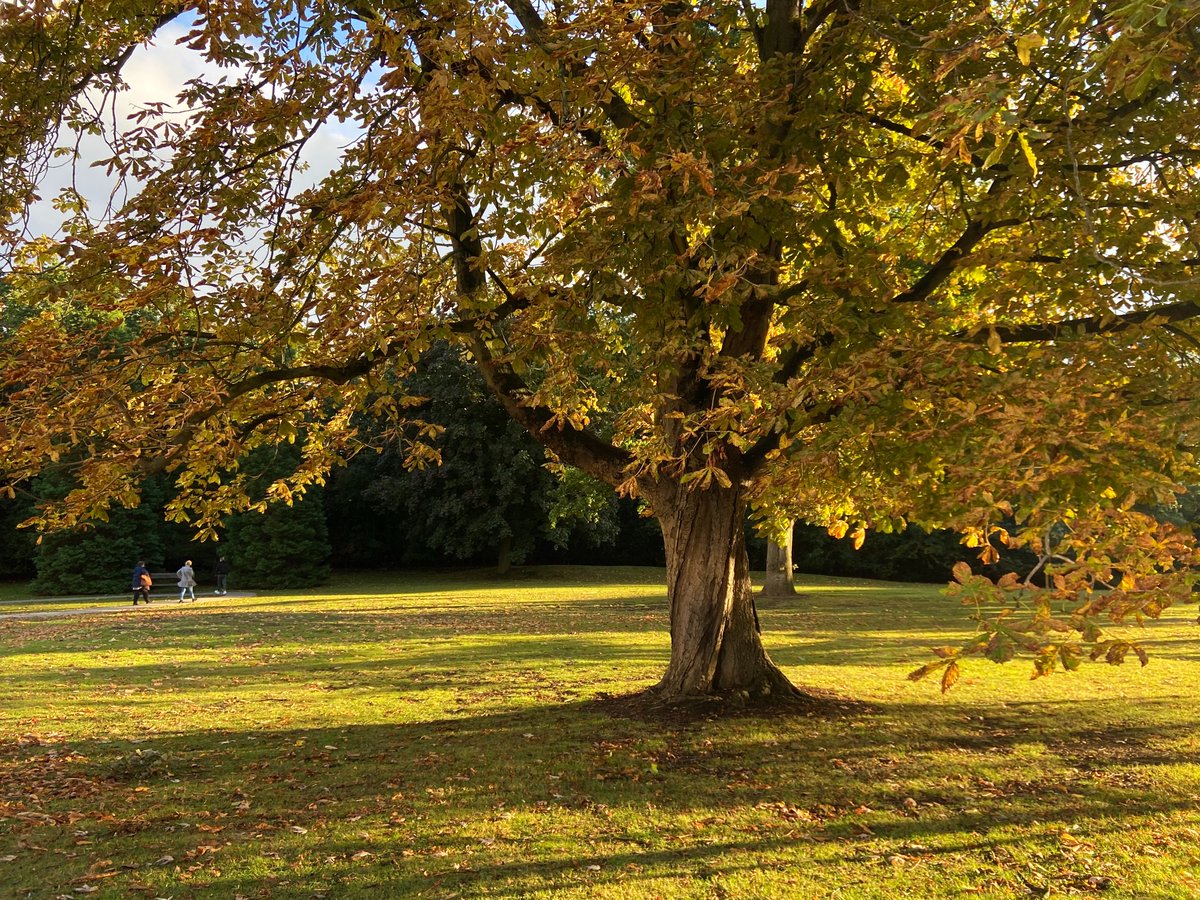 AlexMG2109's tweet photo. 'Something tender just occurred. I was reading by the fountain of the city square, underneath a large tree, and a leaf fell on my lap. I have decided to keep it for you.' - Rain Chudori @TheLettersPage 
https://t.co/FBiTdnF5R9 https://t.co/q0Low14Brz