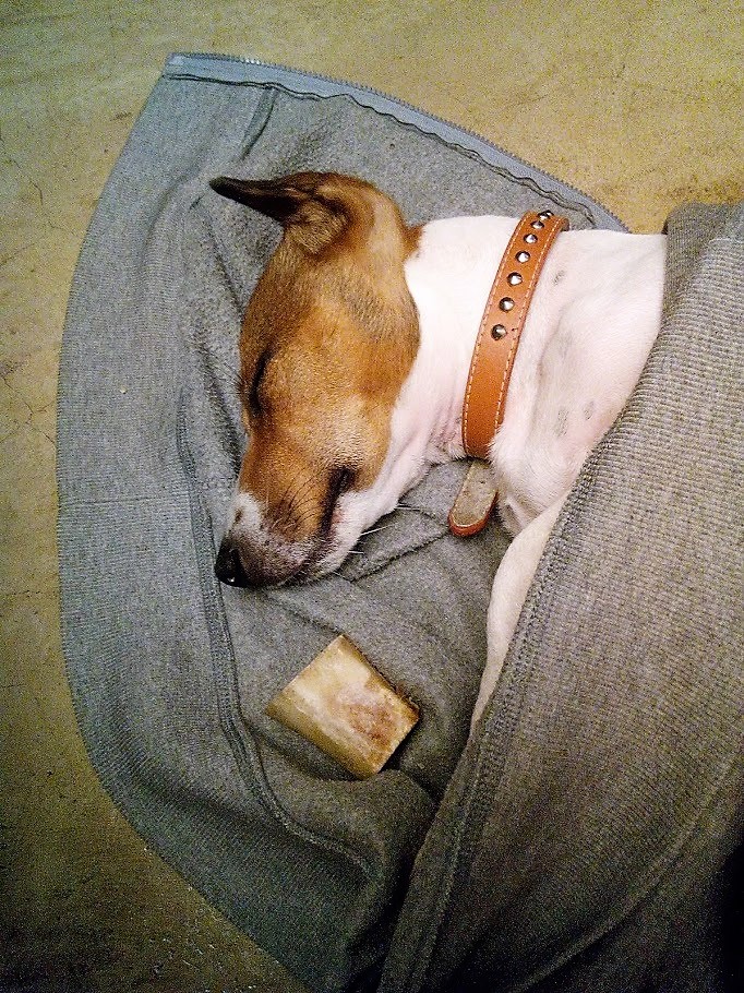 Lego_Lilli's tweet photo. “Magie vol, ogies toe.”
Last night mom &amp; dad treated me with to dinner out at Hussar Grill. I chewed on the juiciest bones till I fell asleep &amp; dad wrapped me up in his cozy jacket
#lego #dinnertime #magievologiestoe #sleepingdog #HussarGrill #treats #dogs #doglife #dogsoftwitter https://t.co/RKoBs9P23U