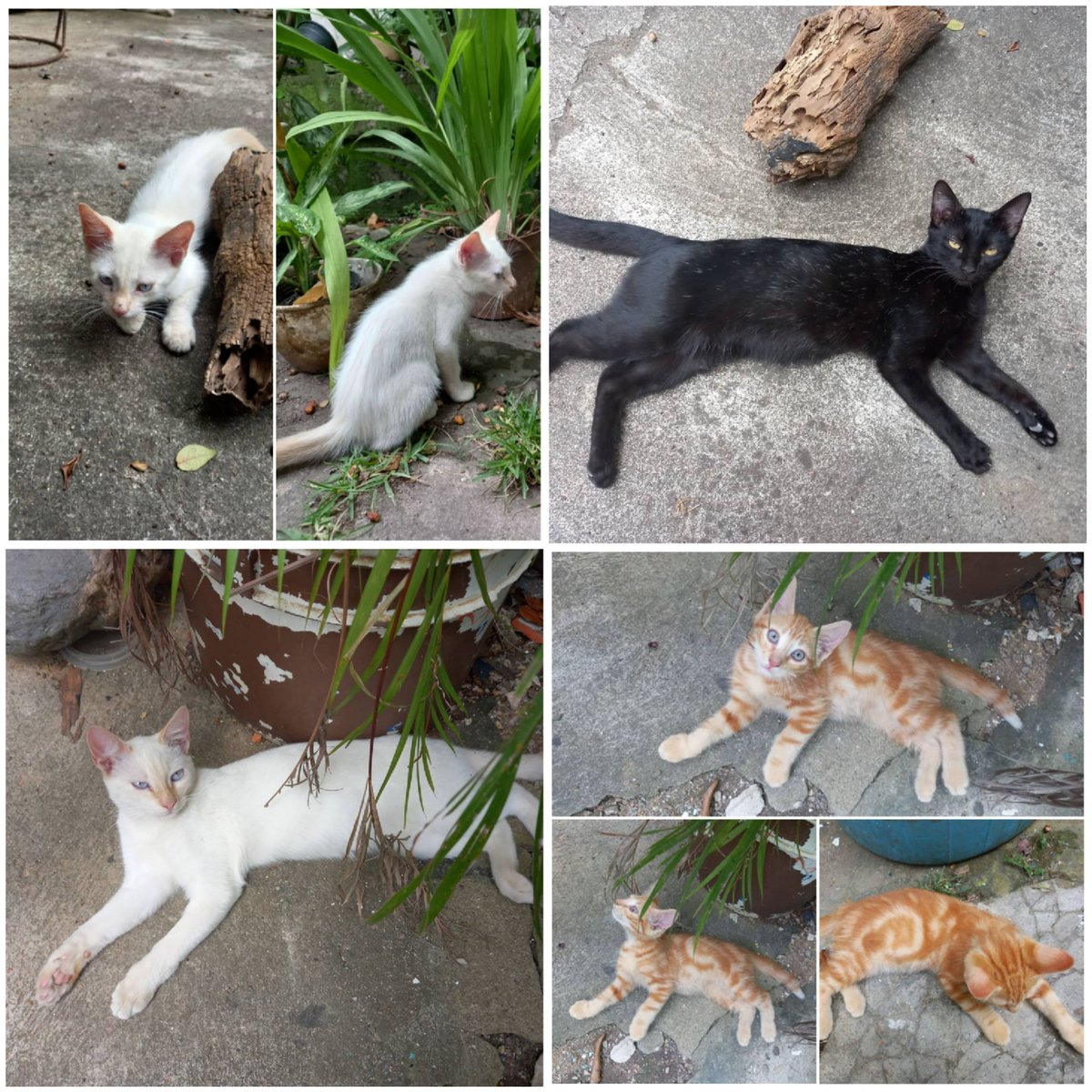 SoraSaldi's tweet photo. Estos 4 gaticos necesitan  que los adopten. Si hay algún interesado, escríbame al 04142578327. Gracias!!! https://t.co/up4xG6yzX1