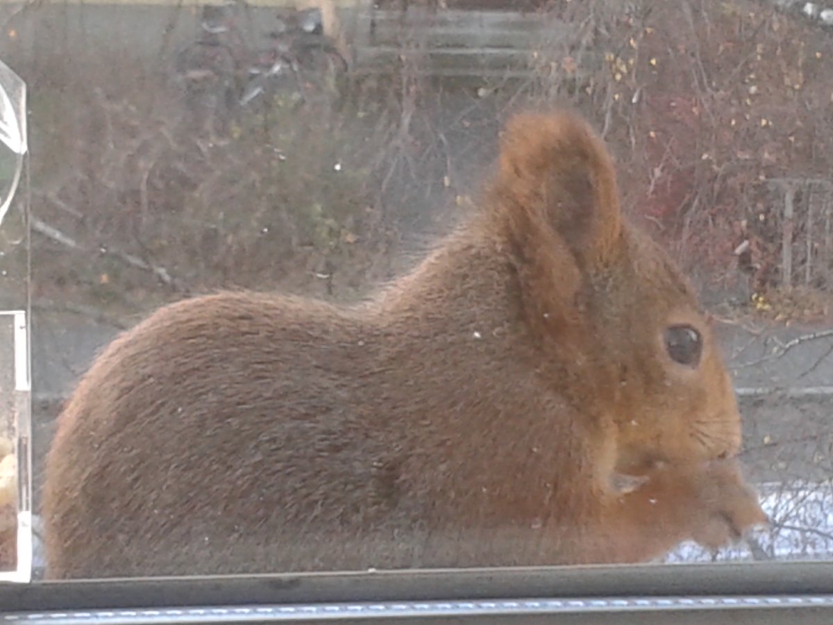 LarssssBe's tweet photo. Just look at that fur!
��❤️🥰
#WindowSquirrels
#SquirrelScrolling https://t.co/0HhBqpsZoE