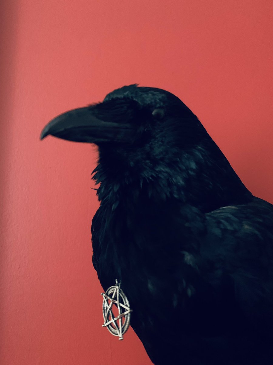 WickedVintageUK's tweet photo. Just arrived, stunning #TaxidermyCrowBird #AltarGuardian #PaganStar #SilverPentagram #TaxidermyCorvid #CARRIONCROW a silver pagan pentagram charm around his neck ๐ค๐ค๐ค๐ค #TheWickedVintageShop https://t.co/TDrghl2KhO