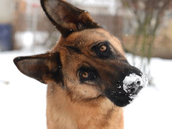 RichHillAH's tweet photo. Managing your dog’s weight during the winter (and holiday) season can be challenging. The cold increases Fido’s appetite—and yours—and exercise is less inviting when it’s freezing outdoors. #animalHospital #drIssamKadri #petWeightManagement https://t.co/O6N7IFWaKl https://t.co/L7wuNpuVQ9