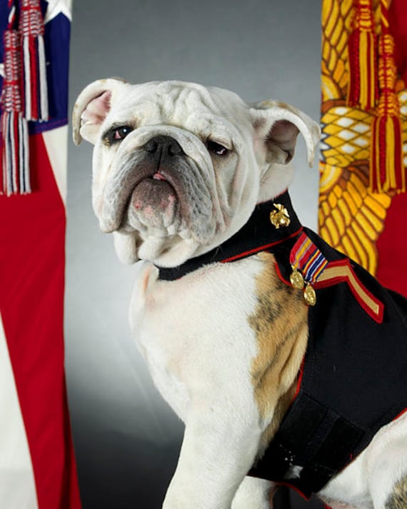 PetsforVetsDC's tweet photo. Happy 246 @USMC #HappyBirthdayMarines https://t.co/VzyZf8IN8z