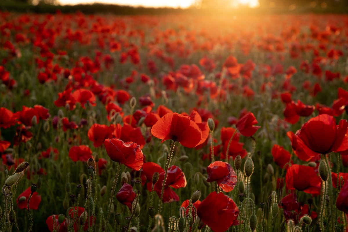 OttawaHealth's tweet photo. DYK: This year marks the 100th anniversary of the Poppy as Canada’s symbol of #Remembrance.

Thousands of Poppies representing the Fallen Canadian Veterans will be displayed virtually on the Peace Tower at Parliament Hill.

#Poppy100 https://t.co/3w38mIgpnE
