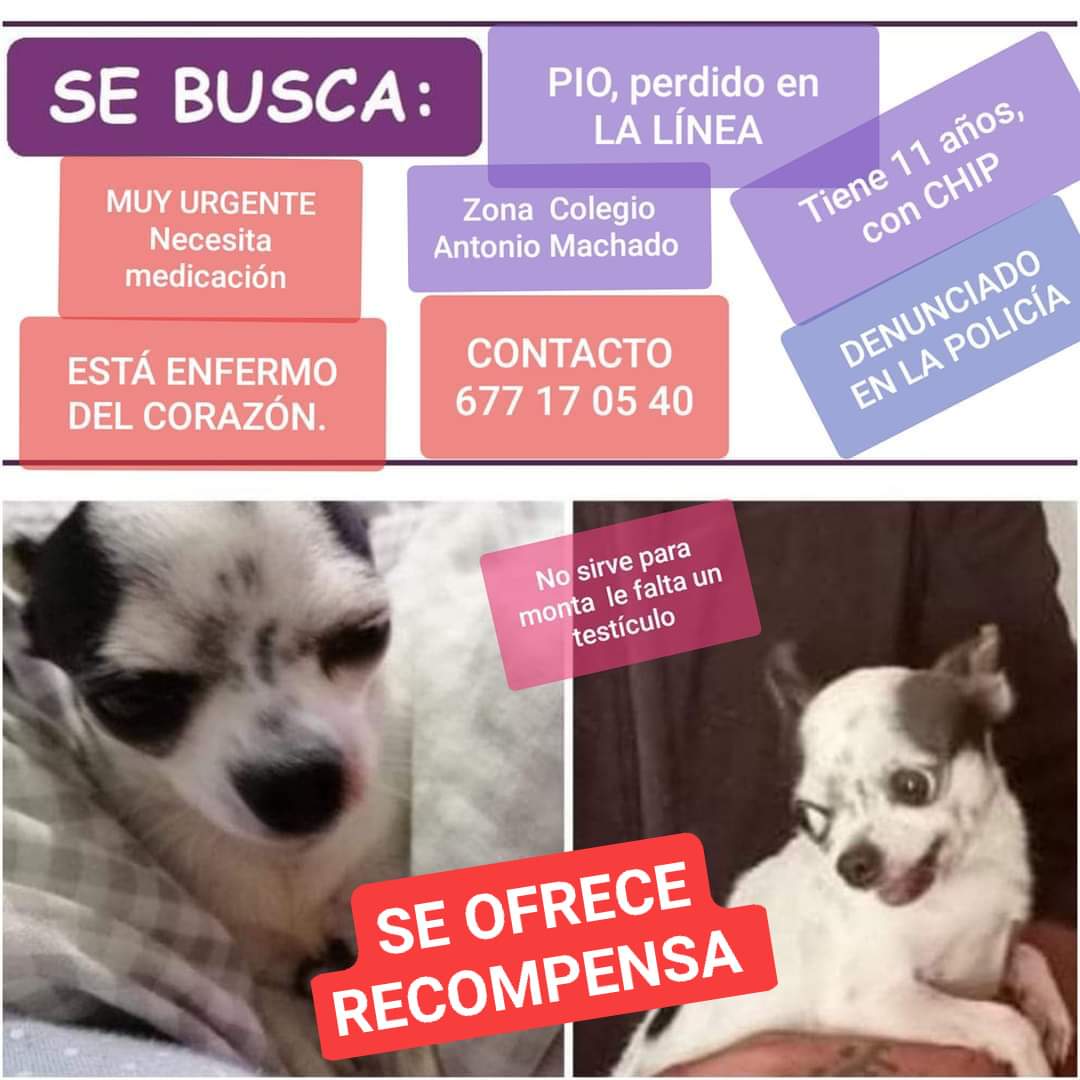 PetsLalinea's tweet photo. 📍SE OFRECE RECOMPENSA📍
PÍO
 ROBADO ‼️
CONTACTO 677170540

NECESITA MEDICACIÓN PARA EL CORAZÓN, TAMBIÉN TIENE PROBLEMAS DE HUESOS, SU BOCA ESTÁ DEFORMADITA X ESTO, NO VALE PARA MONTA ESTÁ ENFERMO POR FAVOR 🙏
#LALÍNEADELACONCEPCIÓN @areacampogib
POST 🔻 https://t.co/PuLkjNxHc2 https://t.co/nUoQsWqqST