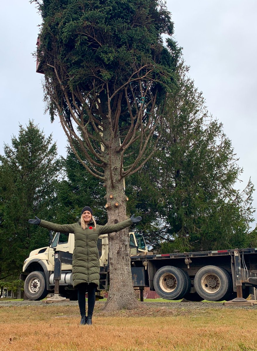 AlyseHand's tweet photo. TIMBERRR! She’s a 60 year-old, 48 ft. White Spruce from @larchecb in Orangedale, CB this year! She’s coming down at 11am, and then beginning her journey to #Boston! Highlights from the festivities tonight on Global News at 6! @globalhalifax @TreeforBoston https://t.co/mBPOwYtY4d
