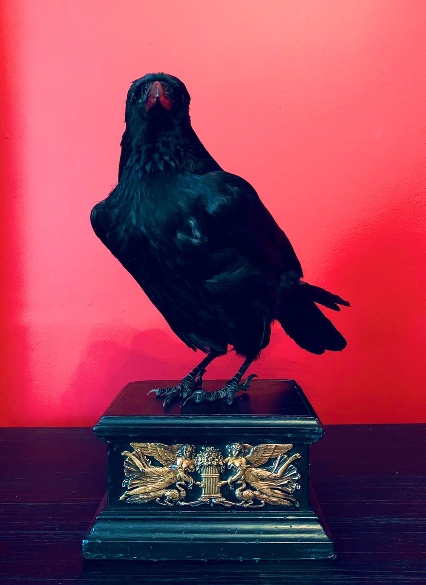 WickedVintageUK's tweet photo. And another stunning #TaxidermyCrowBird #CARRIONCROW #AltarGuardian mounted to a beautiful old antique French empire ebonised stand, with gilt metal decoration! #gothicdecor #GothicCrow 🖤 https://t.co/xQDxjd5MU9