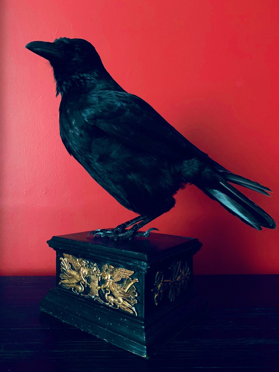 WickedVintageUK's tweet photo. And another stunning #TaxidermyCrowBird #CARRIONCROW #AltarGuardian mounted to a beautiful old antique French empire ebonised stand, with gilt metal decoration! #gothicdecor #GothicCrow 🖤 https://t.co/xQDxjd5MU9