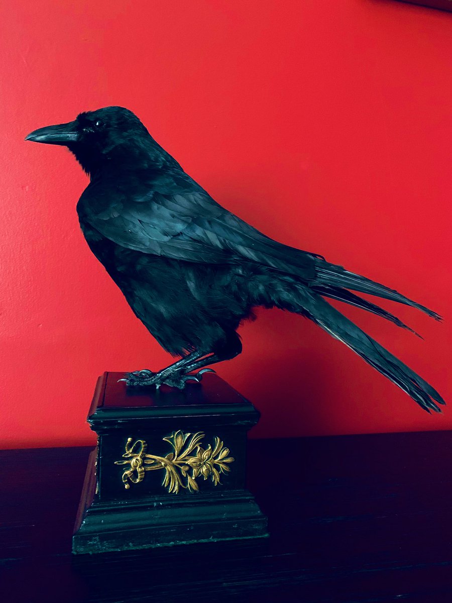 WickedVintageUK's tweet photo. And another stunning #TaxidermyCrowBird #CARRIONCROW #AltarGuardian mounted to a beautiful old antique French empire ebonised stand, with gilt metal decoration! #gothicdecor #GothicCrow 🖤 https://t.co/xQDxjd5MU9
