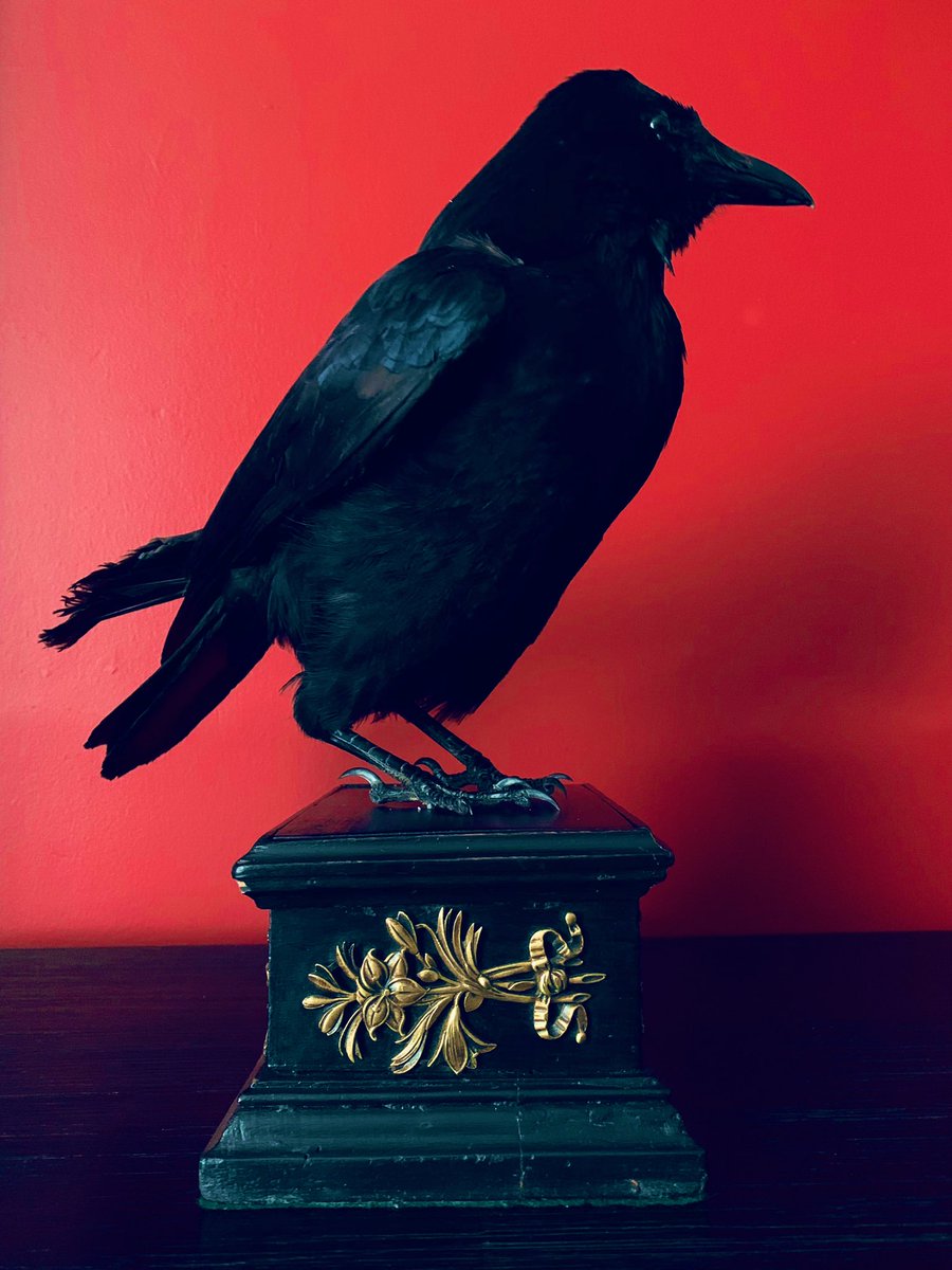 WickedVintageUK's tweet photo. And another stunning #TaxidermyCrowBird #CARRIONCROW #AltarGuardian mounted to a beautiful old antique French empire ebonised stand, with gilt metal decoration! #gothicdecor #GothicCrow 🖤 https://t.co/xQDxjd5MU9