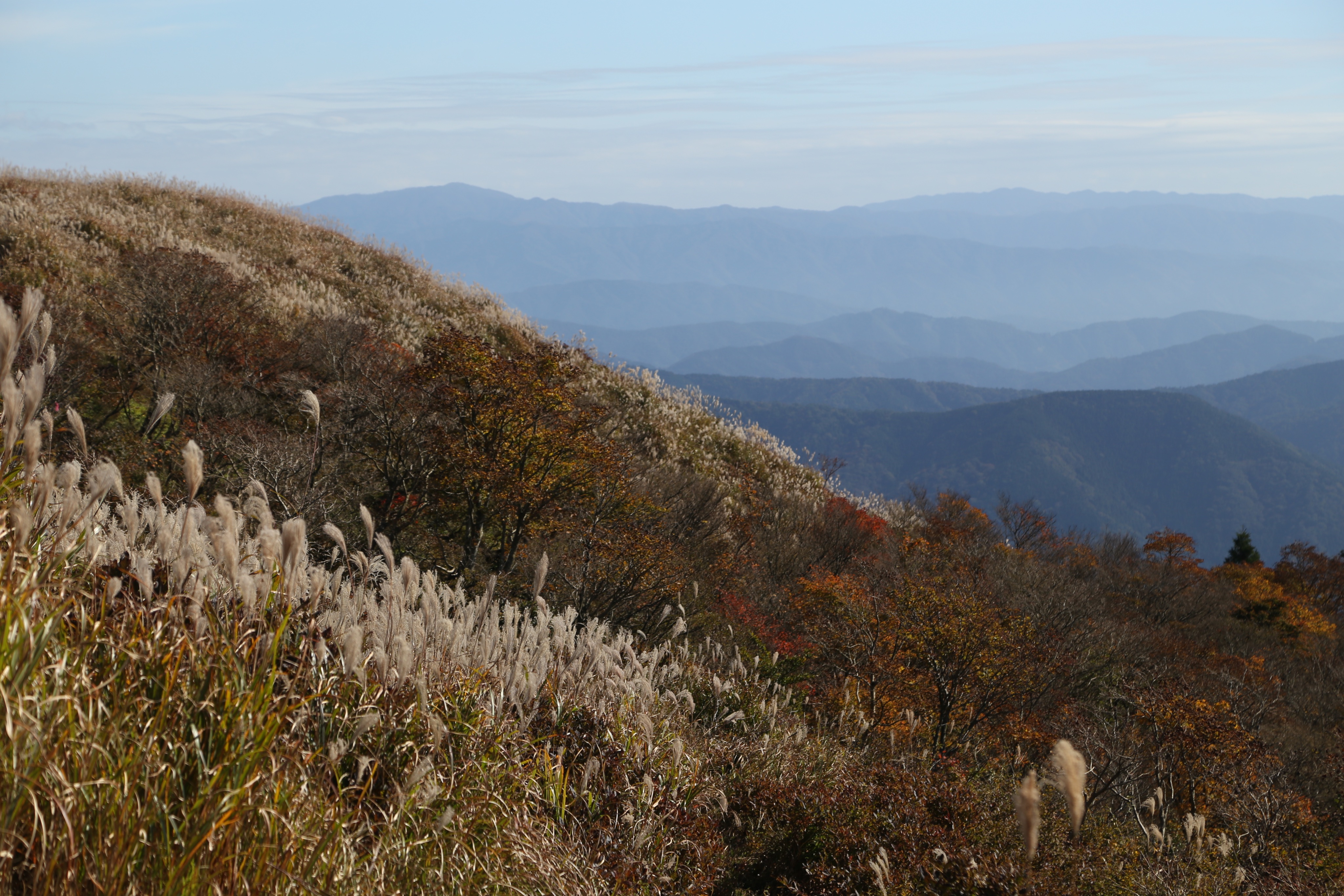 Wes Lang The Golden Susuki Grass Is A Harbinger Of Autumn In Japan And Is Best Appreciated On Lesser Known Peaks Hikinginjapan Kansai Susuki Shigaprefecture ススキ 関西 T Co Kqbdifsgfn Twitter