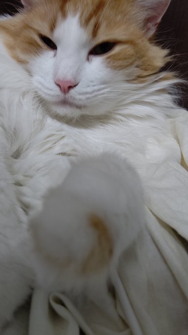 #ノルウェージャンフォレストキャット
#猫の居る暮らし 
#ネコチャン来て欲しい
#ネコチャンカワイイ 