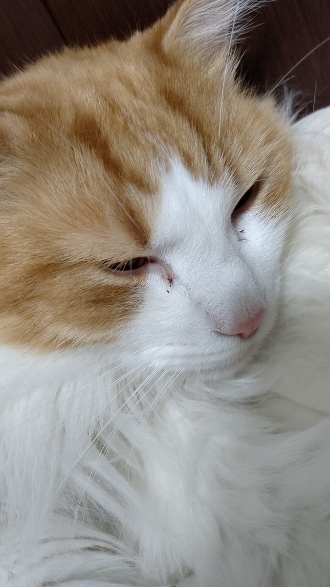 #ノルウェージャンフォレストキャット
#猫の居る暮らし 
#ネコチャン来て欲しい
#ネコチャンカワイイ 