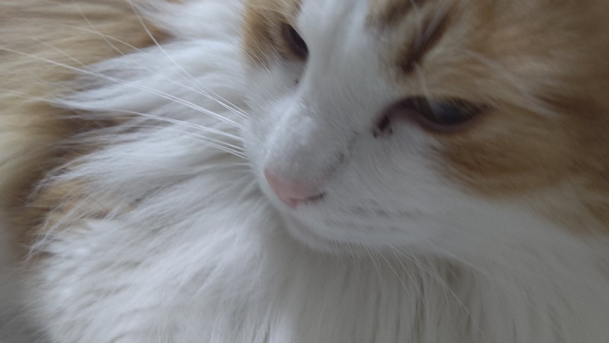 #ノルウェージャンフォレストキャット
#猫の居る暮らし 
#ネコチャン来て欲しい
#ネコチャンカワイイ 