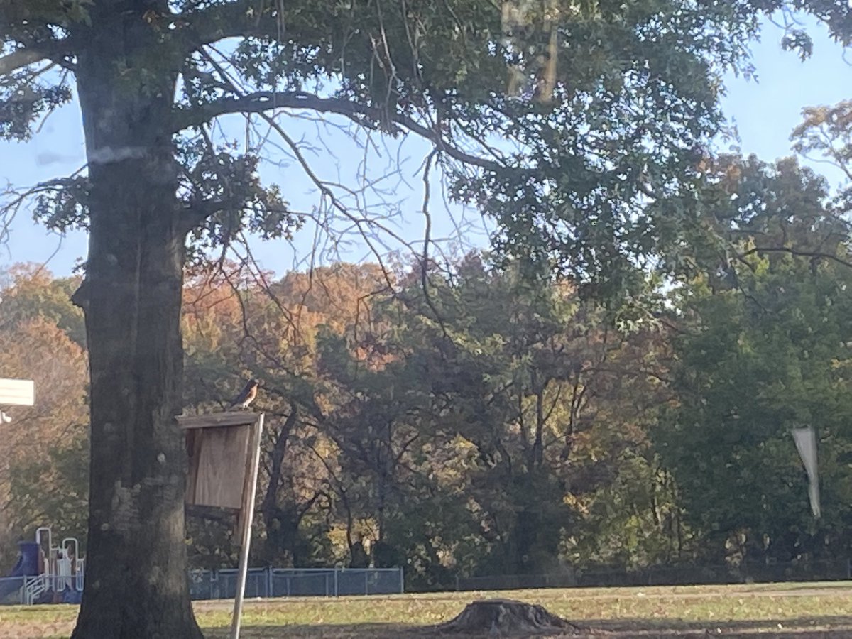 MrThompsonSE's tweet photo. So happy to see the first set of bluebirds finally come to @SussexES so exciting!! @BCPSOutdoorSci https://t.co/k0GiR7Tm5V