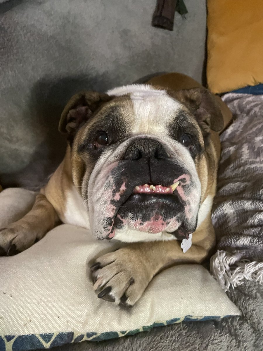 christa_ea's tweet photo. @breakfasttv Frankie the English bulldog is all smiles watching @FrankFerragine do the weather! https://t.co/TgSGbdHwDa