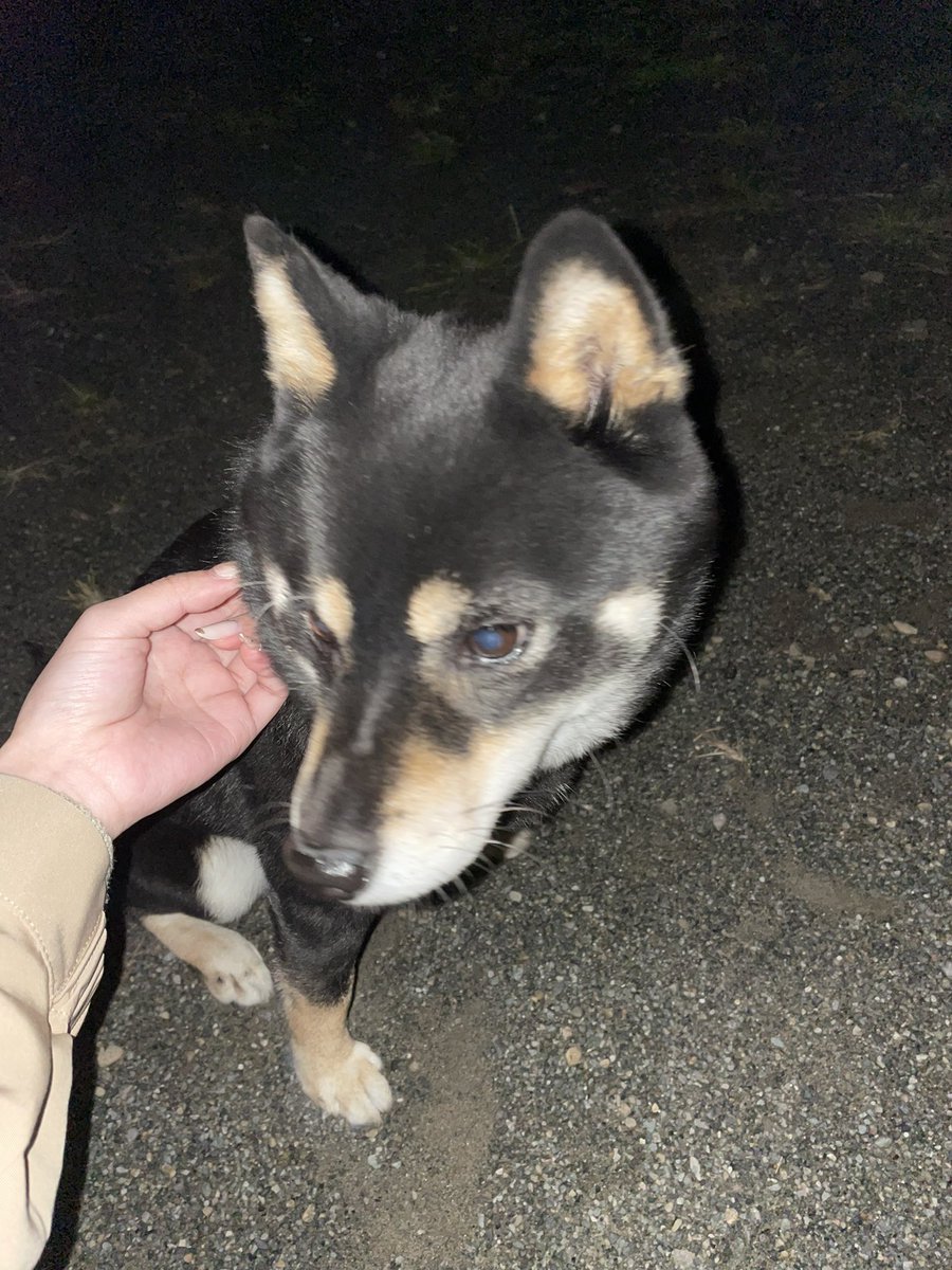 nnmeow_'s tweet photo. 本日11/10 19:00頃東京都あきるの市 秋川にて黒柴の男の子が迷子になっているのを見つけました。
青い首輪をつけていて、とても人懐っこい子です。飛び跳ねたり走り回っていて元気なのでまだ若い子かと思います。
既に警察に連絡して福生警察署にて保護して頂いております。

 #迷い犬情報  #拡散希望 https://t.co/ohlpkO7qxK