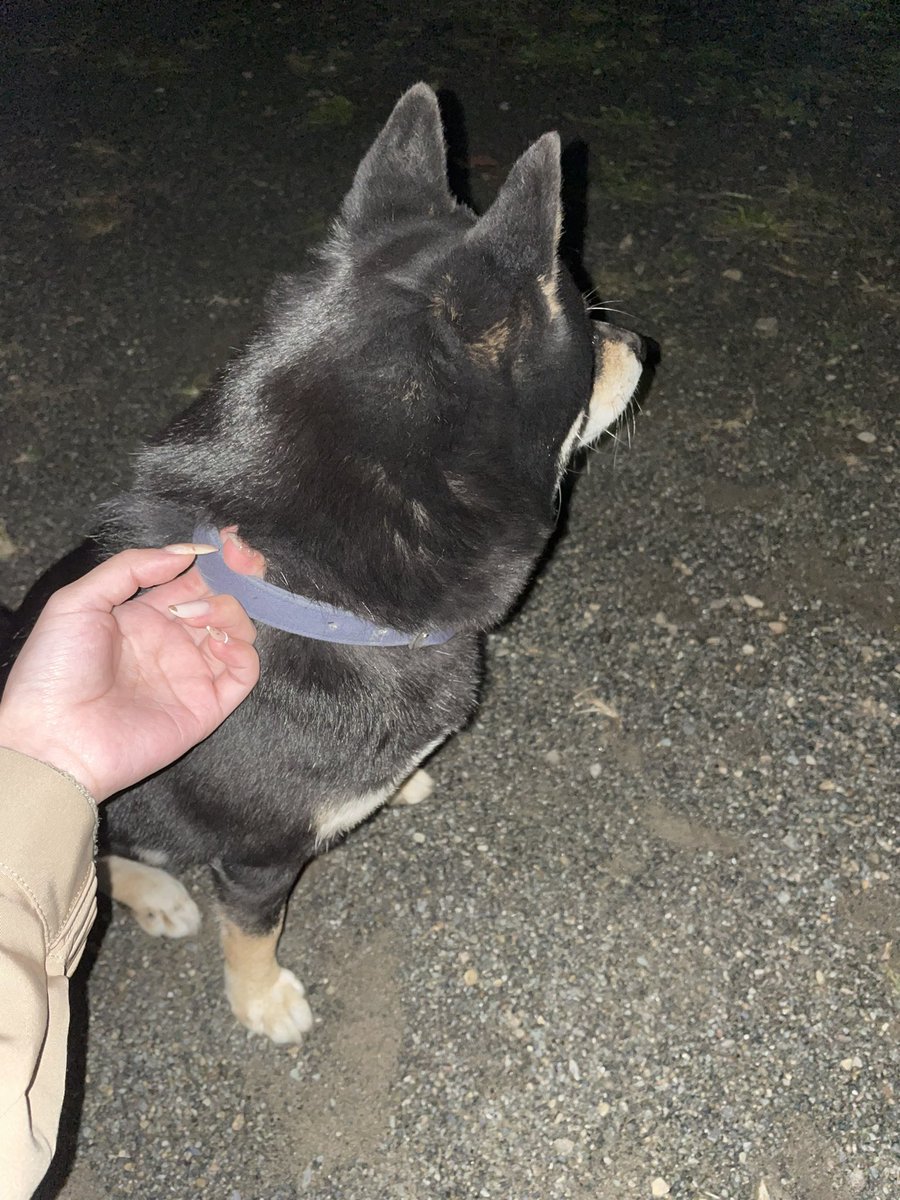 nnmeow_'s tweet photo. 本日11/10 19:00頃東京都あきるの市 秋川にて黒柴の男の子が迷子になっているのを見つけました。
青い首輪をつけていて、とても人懐っこい子です。飛び跳ねたり走り回っていて元気なのでまだ若い子かと思います。
既に警察に連絡して福生警察署にて保護して頂いております。

 #迷い犬情報  #拡散希望 https://t.co/ohlpkO7qxK