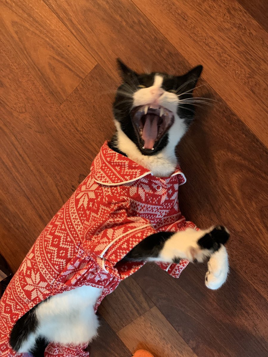 MacheteToe's tweet photo. @breakfasttv Colin the cat is new to indoor living and is still getting used to wearing clothes. https://t.co/kwqbtEIknp