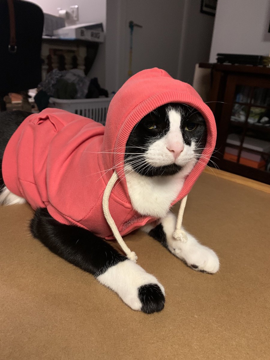 MacheteToe's tweet photo. @breakfasttv Colin the cat is new to indoor living and is still getting used to wearing clothes. https://t.co/kwqbtEIknp