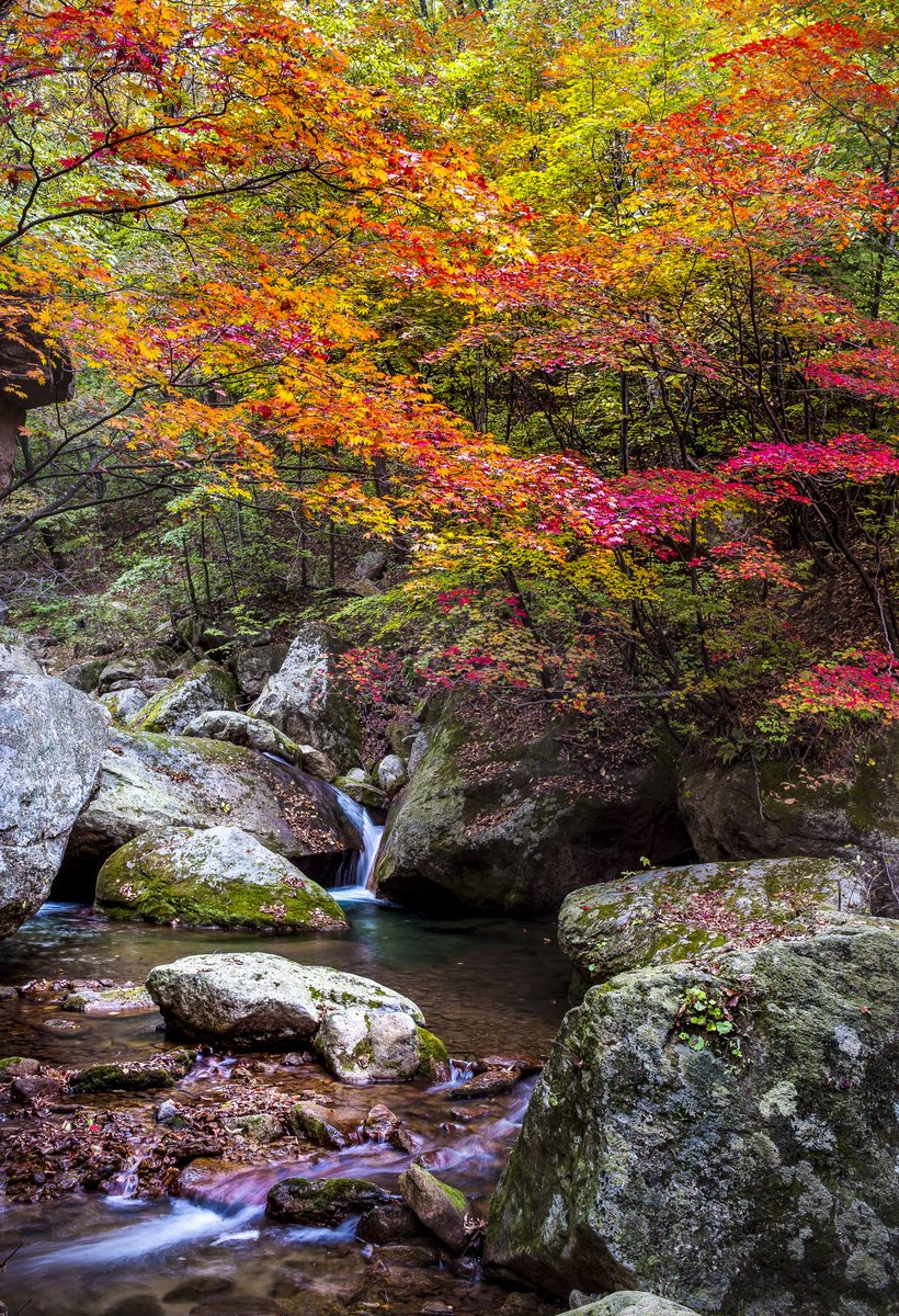 Colorful Autumn in #NortheastofChina (12)  Photoed in #Liaoning Province, #China.  #NaturePhotography  #photography  #BeautyThatMoves  #NatureBeauty #Travel