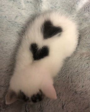 Obsessed with cats (@catssobsessed) on Twitter photo 