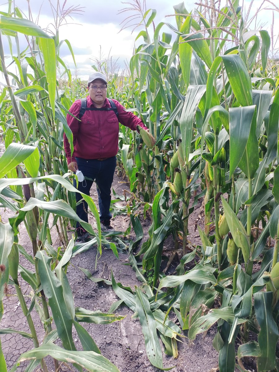 IsaacGDC's tweet photo. Santa Inés Ahuatempan, Pue. 08/11/21. #RecuperaciónDelCampoPoblano | Con Acompañamiento Técnico, uso de fertilizantes inorgánicos de manera correcta y optimizando la efectividad al aplicarse de forma enterrada con maquinaria de #CIMMYT, se logra aumentar los rendimientos de maíz. https://t.co/d2lbW0sG8t
