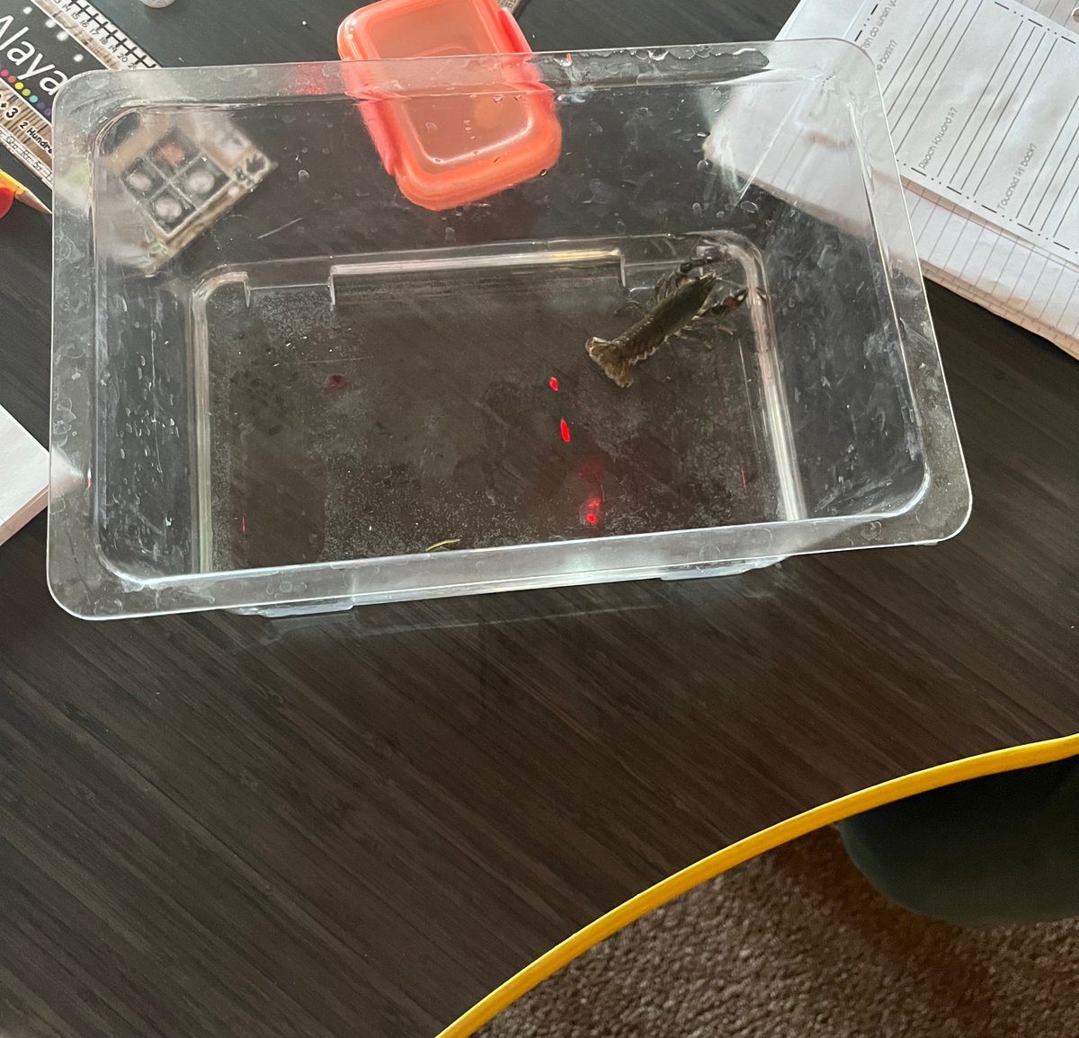 ThompsonIDC's tweet photo. 3rd Graders in @paintnersclass investigated Crayfish during science! https://t.co/OtewkBBI0e