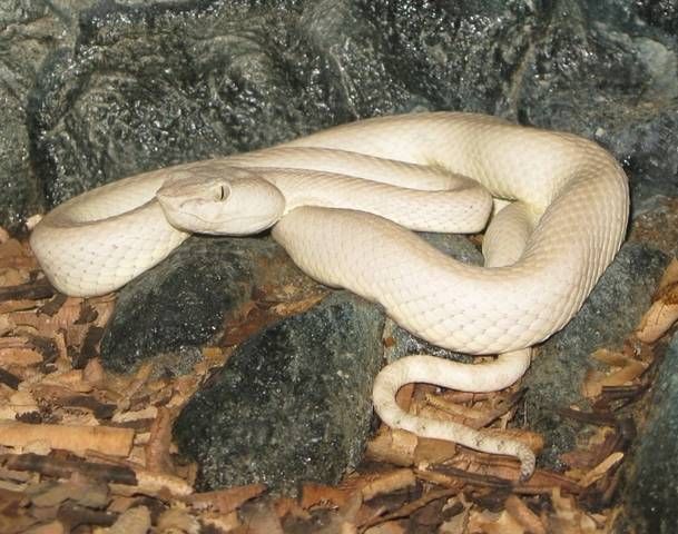 It's #VanillaCupcakeDay so, have some matching vanilla cupcakes, snakes and coffee. 🐍🍰☕️🤍🥳

Fact- The snakes are McGregor's pit vipers. They are venomous and found in Asia and are one of the few naturally white snakes found in nature.