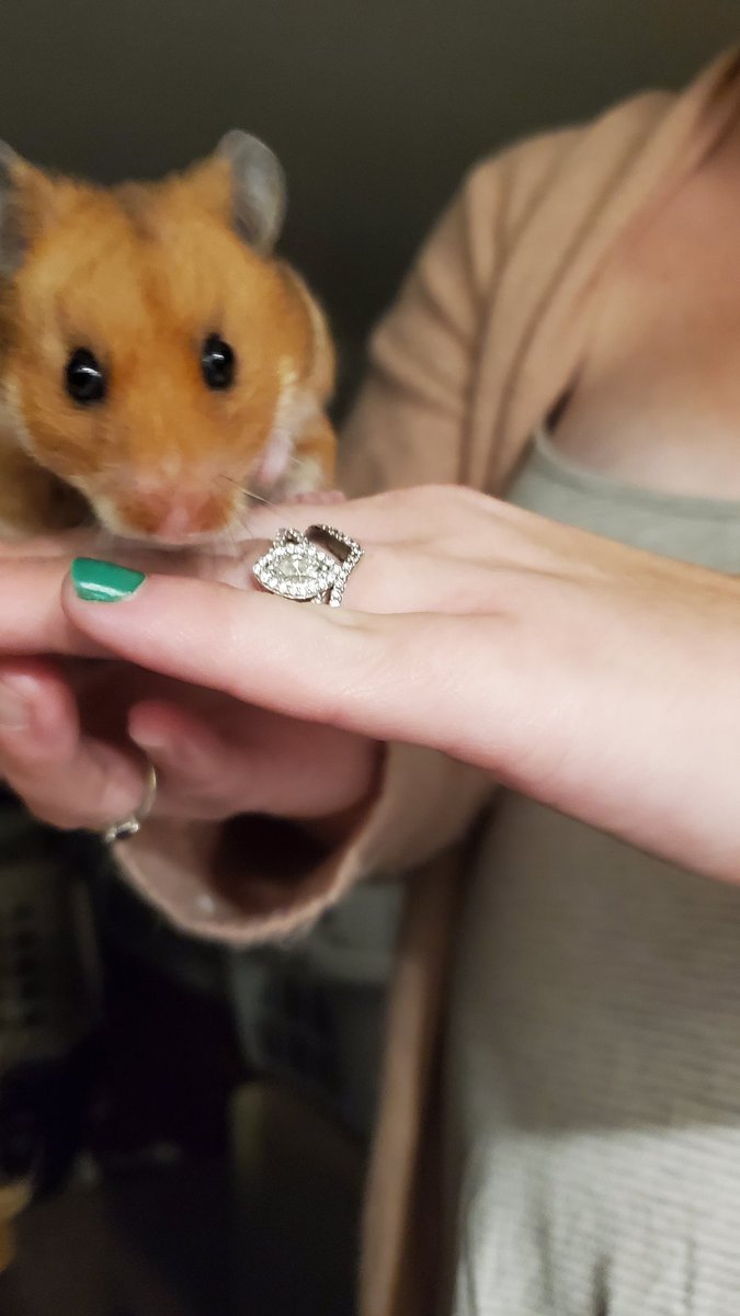 DonnaDarling50's tweet photo. My daughter is holding a new family member meet Happy the Hamster π
my grandson's birthday gift.. #happybirthday #novemberthree #hamster #happy https://t.co/krDxlde5Tv