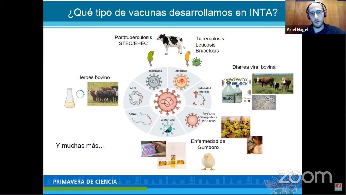 Excelente presentación sobre #Vacunas de nuestro compañero <a href="/ariel_nagel/">Ariel Nagel</a> en la Primavera de la #Ciencia desde el INTA Castelar.
<a href="/iabimo/">IABIMO</a> 
@CienciasInta 
<a href="/intaargentina/">INTA</a>