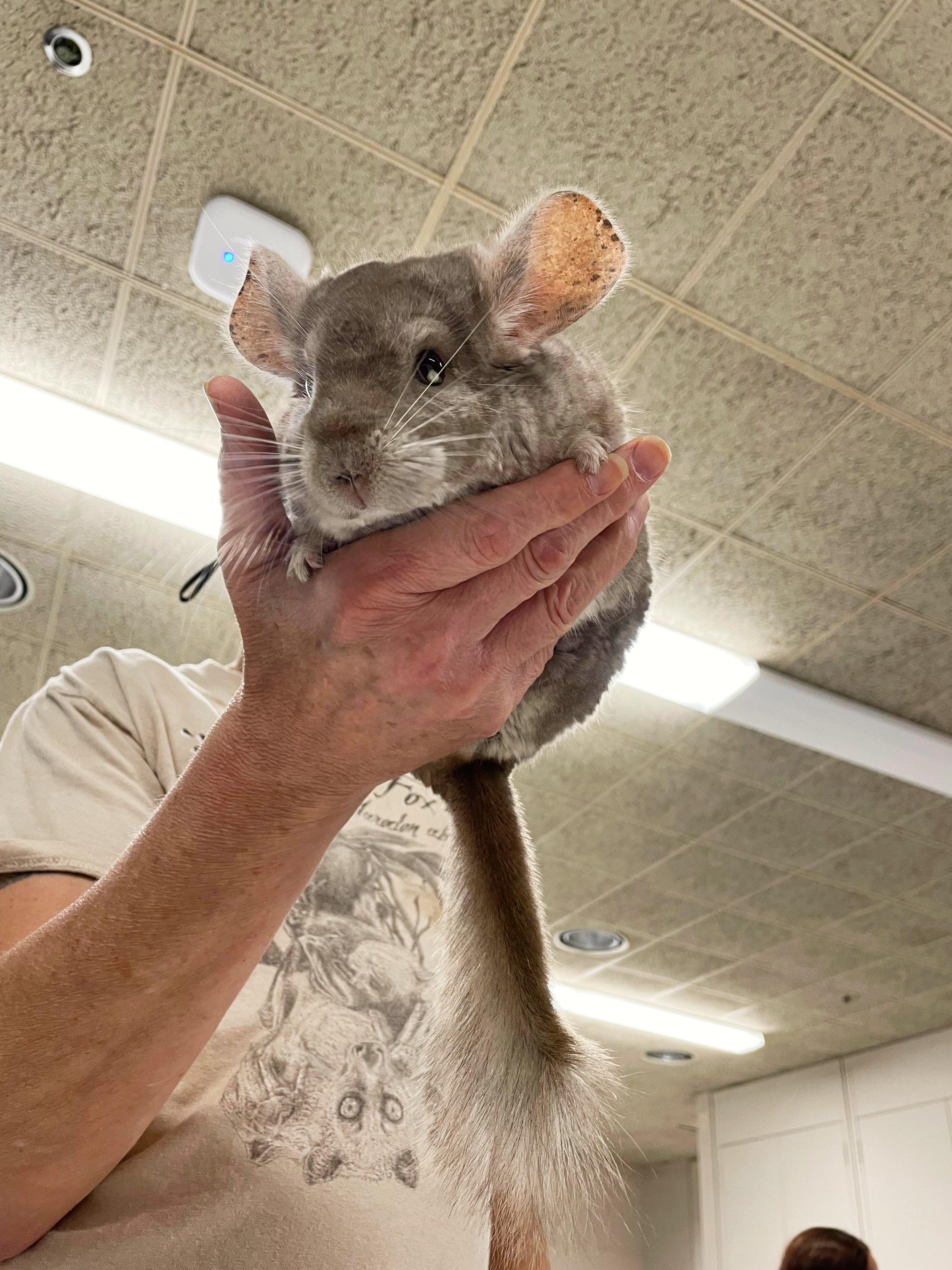 Chinchilla lionhead rabbit 2025