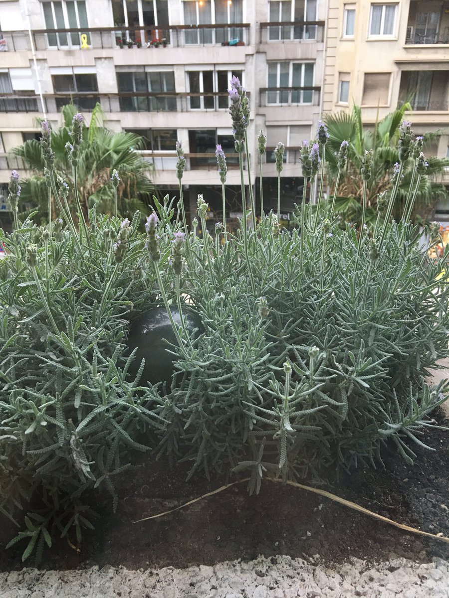 portia2day's tweet photo. Mireu com tinc les jardineres ara ! Gràcies @JacarandaFlors
#ComerçLocal #CompraAlBarri https://t.co/5P94GZfrxA
