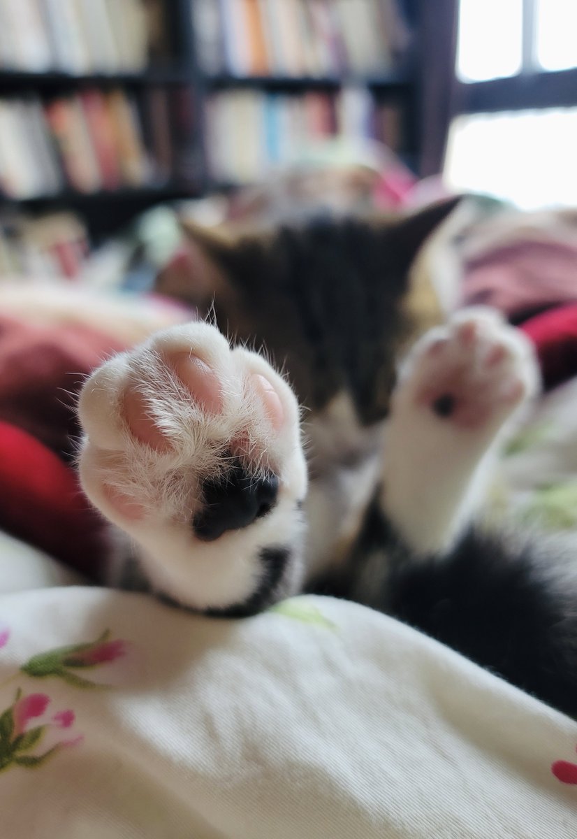 My toe beans are a mixture of black and pink. Can I see yours?

#CatsOfTwitter 
#cats 
#猫