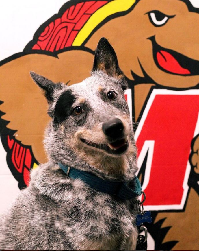 As promised this is Shamrock.